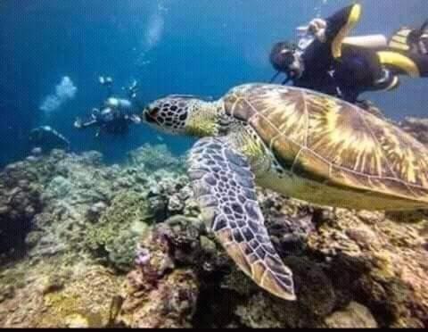 a person swimming in the ocean with a green sea turtle at Tres marias transient house in masasa beach in Batangas City