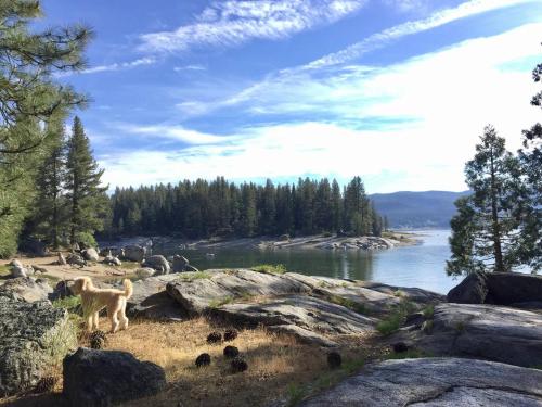 a dog standing on rocks near a body of water at Blue Basecamp - Adventure Starts Here! in Shaver Lake