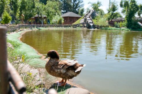 a duck standing on top of a pond next to a body of water at Ligena Hotel in Boryspil