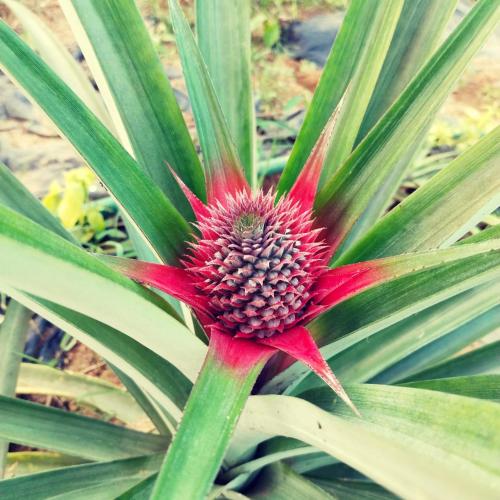 a pineapple plant with a red flower at The big pineapple estate suites in Udupi
