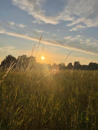 a field of tall grass with the sun in the background at Holiday home in beautiful nature in Vordingborg