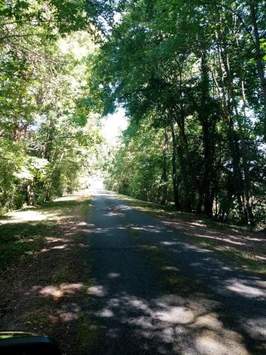 une route avec des arbres de chaque côté de celle-ci dans l'établissement Weekend au château, à Avrillé