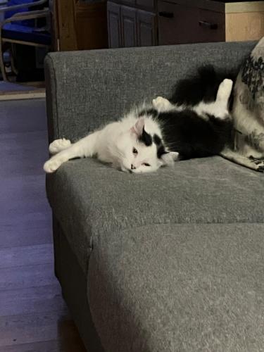 a black and white cat laying on a couch at My place in Marlow