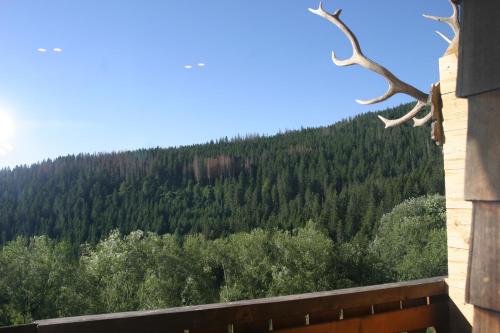 a view of a forest of trees from a house at Rinken9 in Hinterzarten