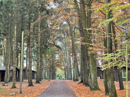 a tree lined road with leaves on the ground at Feriendorf Fynnus in Dranske