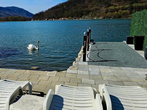 a swan swimming in a lake with two chairs at Kuca za odmor Stakic in Zvornik