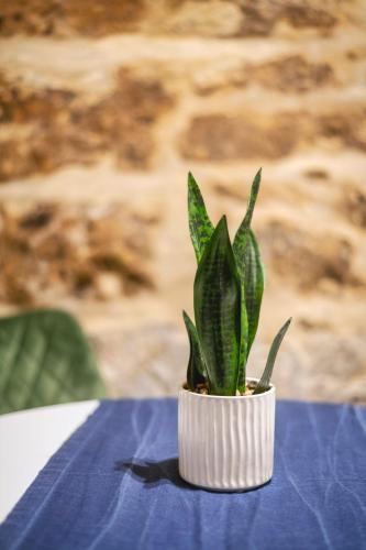 a green plant in a white pot on a blue table at Mandera's Boutique Suites & Dorms in Valletta