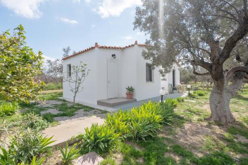 a white house with a tree in front of it at Cuckoos House in Aegina Town