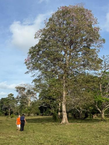 two people walking in a field next to a tree at Las Cabañas de Mario in Necoclí