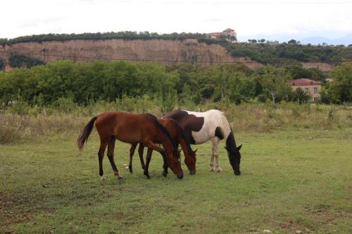 two horses grazing in a field of grass at Villa Ipanema in Tʼelavi