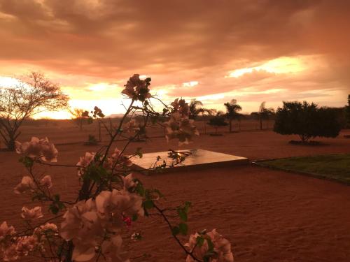 a sunset in the middle of a field with flowers at Etoko Farm Camp in Uis