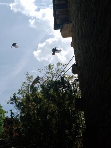 two birds flying in the sky near a building at Bed and Breakfast Nicole Ponti in Ponti