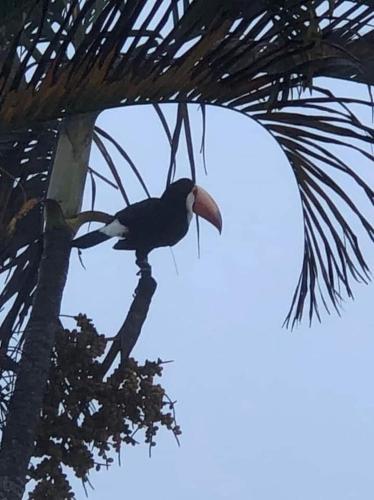 a bird is sitting on a palm tree at Pousada Hotel Chale Parque Aquatico Lindoia in Lindóia