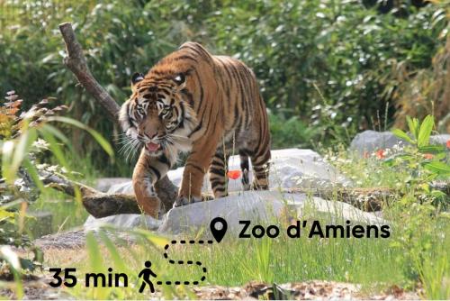 a tiger walking on a rock in the grass at L Arcade Chic & Confort - Terrasse - 5 min Gare in Amiens