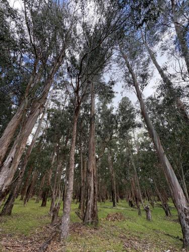a group of trees in a field with grass at Pumakari Rapa Nui in Hanga Roa