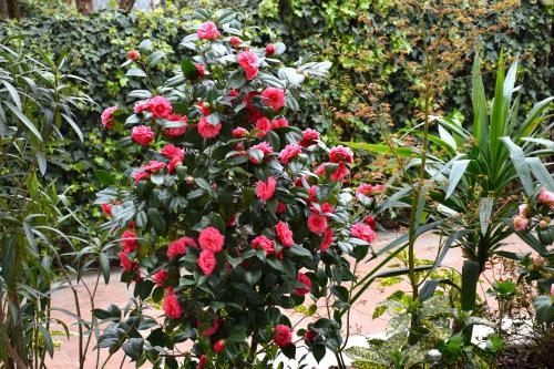 a bush of red flowers in a garden at Appartamenti Leonardo in Rho