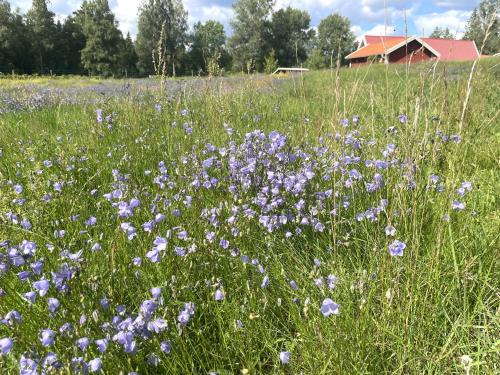 a field filled with purple flowers in a field at Smålandstorpets lanthotell in Hok
