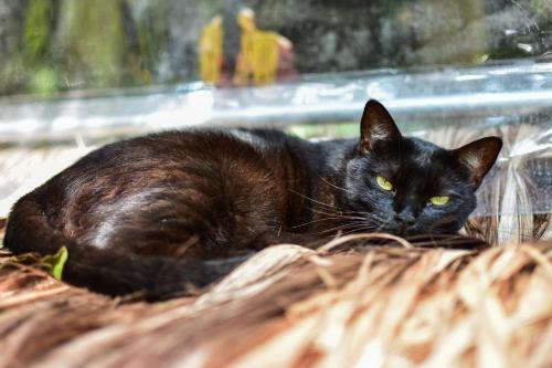 a black cat laying on top of a basket at Espaço CurAmar - Praia de Itamambuca in Ubatuba
