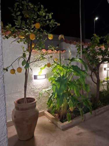 an orange tree in a large pot next to two plants at TOLUAMMARE Sicily in Santa Maria Del Focallo
