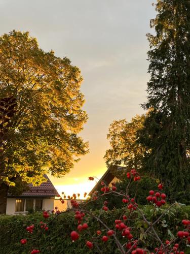 a garden with red flowers in front of a sunset at Kunstpause am Altmühlsee in Gunzenhausen