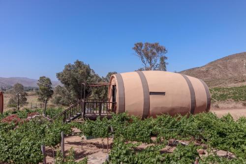 an old wine barrel in a field of plants at Finca el Mirador in Valle de Guadalupe