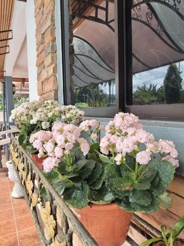 a row of potted plants in front of a window at Spacious Bungalow with Large Outdoor in Sabah in Penampang