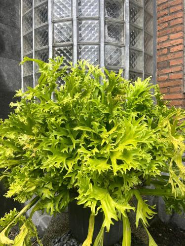 a green plant in a pot in front of a window at D'Kastil Jogja in Cepit