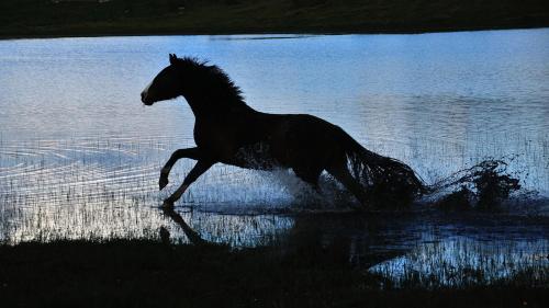 a horse running in the water at Casa Rural Cruces de Caminos in Plasencia