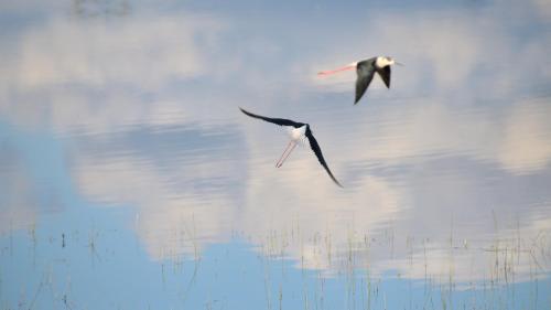 two birds flying in the sky over the water at Casa Rural Cruces de Caminos in Plasencia