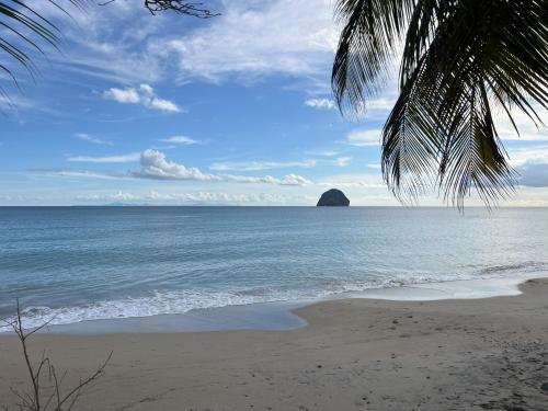 a beach with a palm tree and a rock in the ocean at Chez Toi in La Trinité