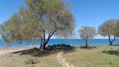 two trees on the beach with footprints in the grass at Relax Private Pool House in Maleme