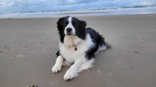 a black and white dog laying on the beach at Biggy's Apartment in Selb