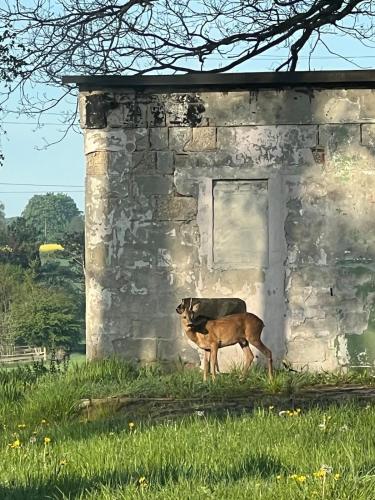 a dog standing in front of a building at Ferienwohnung im Grünen in Witten