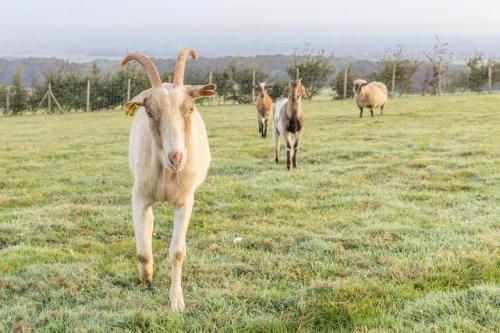 un groupe de caprins debout dans un champ dans l'établissement Gîte le Bellevue, à Fiennes