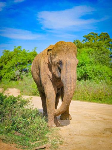 an elephant walking on a dirt road at Little Cabanas Udawalawe in Udawalawe