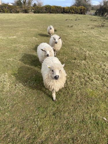 a group of three sheep walking in a field at Seiriol, Modern Lodge with Games Room Access in Menai Bridge