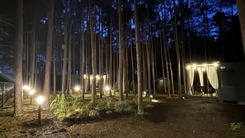 a forest of bamboo trees with lights at night at Las Biala's - Domki z sauną i jacuzzi w Puszczy Noteckiej - Tylko dla dorosłych in Biala