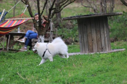 a white dog running in the grass with a woman at Shtepizat e Rames Agroturizem in Librazhd