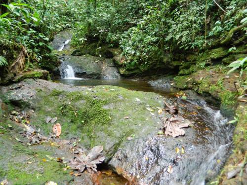 a waterfall in the middle of a forest at Sierra Morena Hotel in Filandia