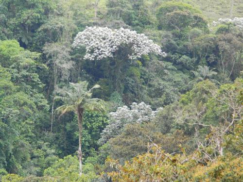 a tree with white flowers in the middle of a forest at Sierra Morena Hotel in Filandia