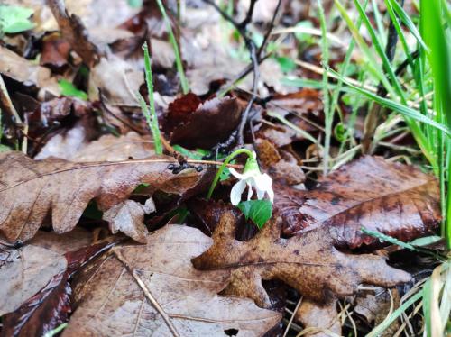 a small white flower on the ground in the leaves at Belezúg-Lak vendégház in Nekézseny