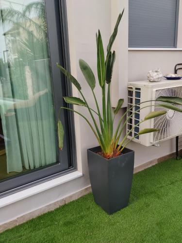 a plant in a black pot next to a window at Luxury Villas Chrysa Private Pool & Spa in Nafplio