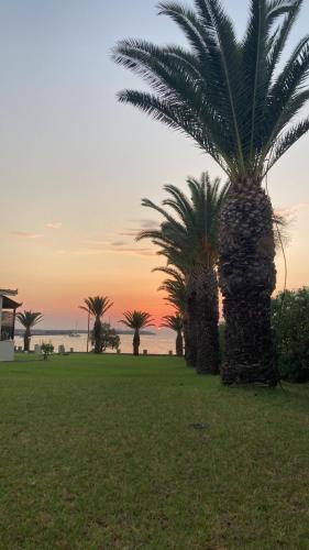a palm tree in a field with the sunset in the background at Kotsoris Studios in Kyparissia