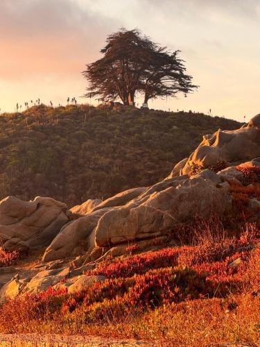 a tree sitting on top of a hill with rocks at Lofts - Casa El Pangue, Zapallar in Zapallar