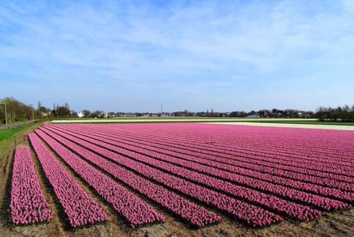 ヒルレーゴムにあるTwo Tulips Inn Dutch Retreatのギャラリーの写真