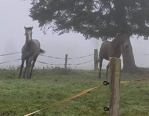 two horses standing in a field next to a fence at Vacances à Nova 1 in Martageix