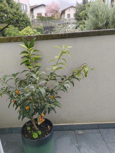 a plant in a pot next to a wall at Relaxing Break Lario in Gravedona
