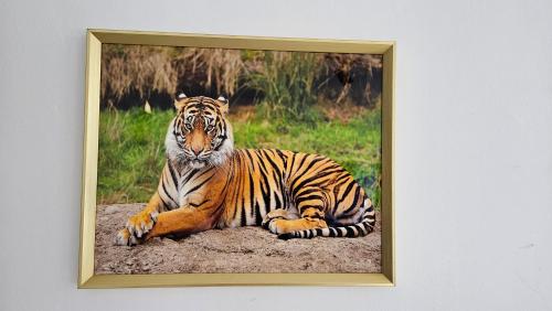 Zvířata v apartmánu nebo okolí