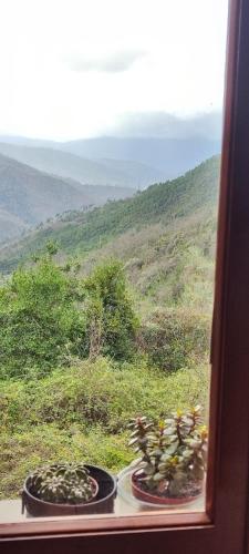 two plants on a window sill with a view of a field at La Casetta Valdonica La Spezia in Calice al Cornoviglio
