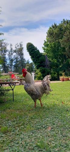 Binatang di apartmen atau berdekatan